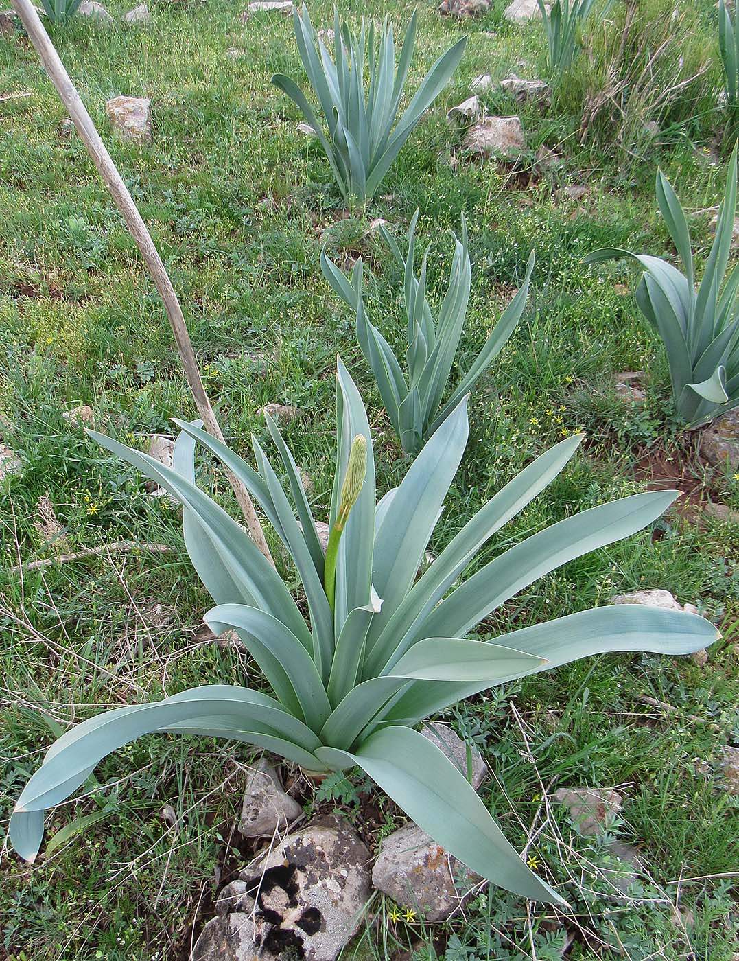 Image of Eremurus regelii specimen.