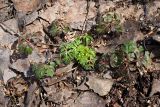 Geranium robertianum