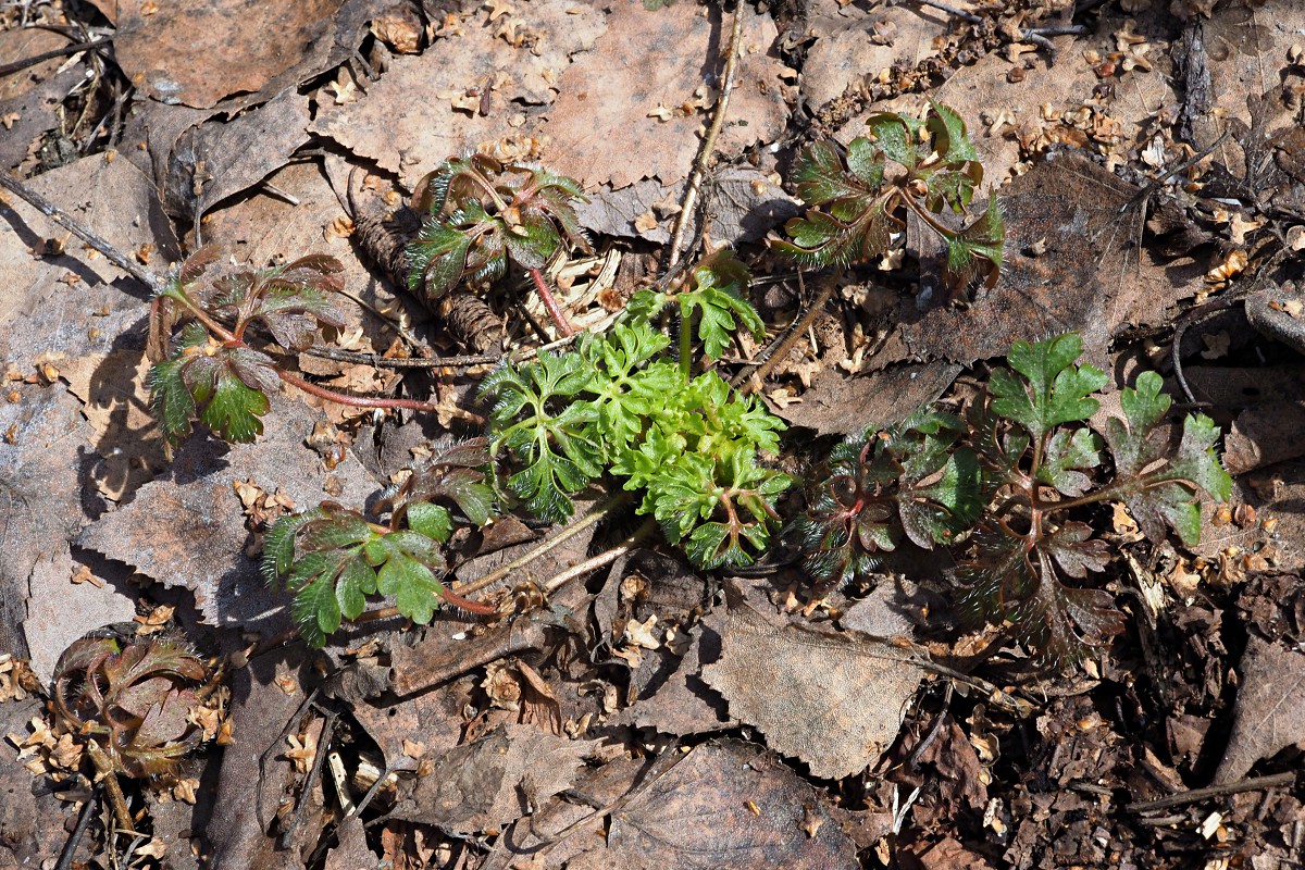 Изображение особи Geranium robertianum.