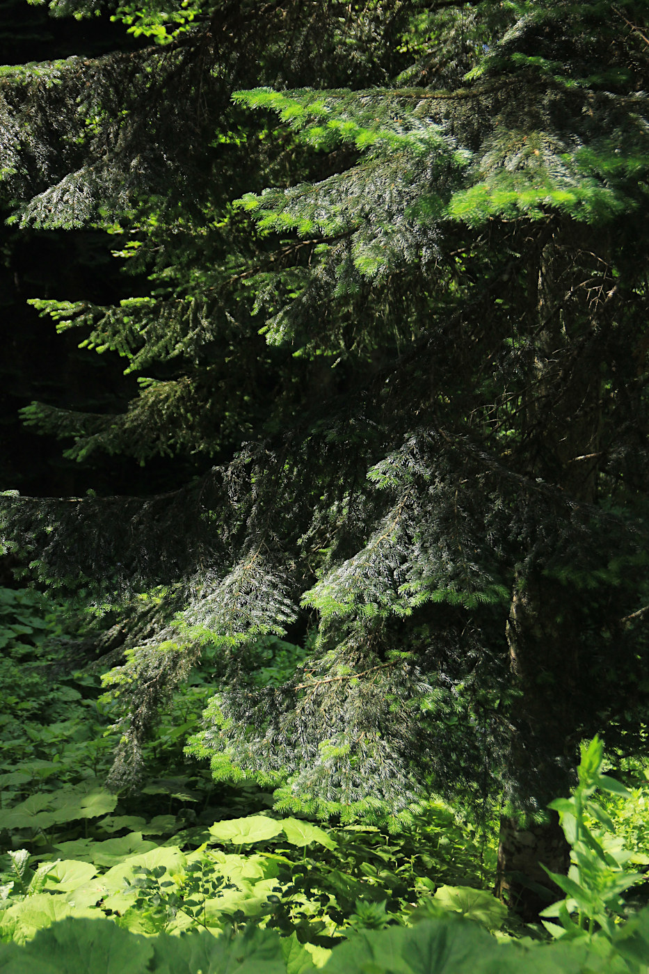 Image of Abies nordmanniana specimen.