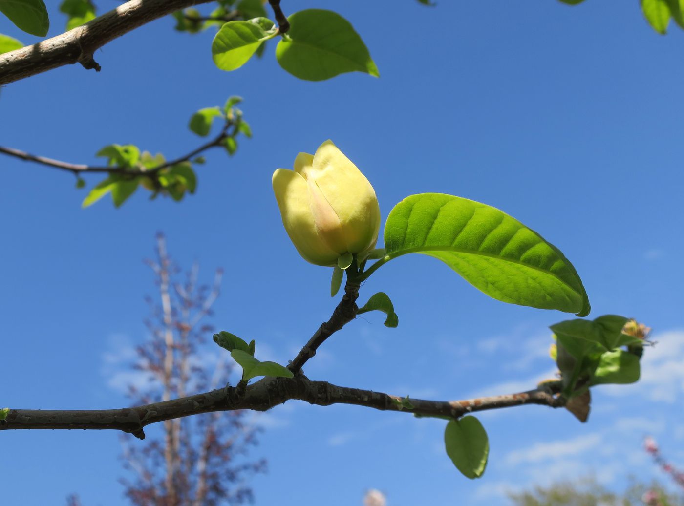 Image of Magnolia × brooklynensis specimen.