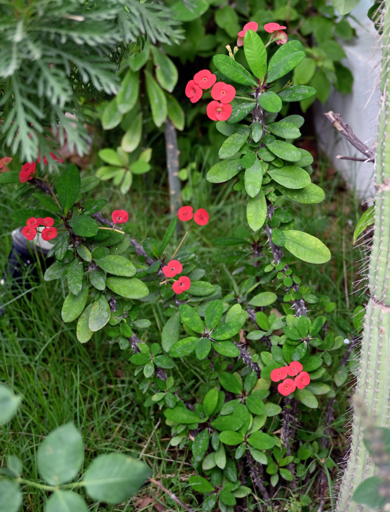 Image of Euphorbia splendens specimen.