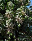 Mangifera indica . Верхушки ветвей с незрелыми плодами. Египет, мухафаза Асуан, г. Ком-Омбо, в культуре. 05.05.2023.