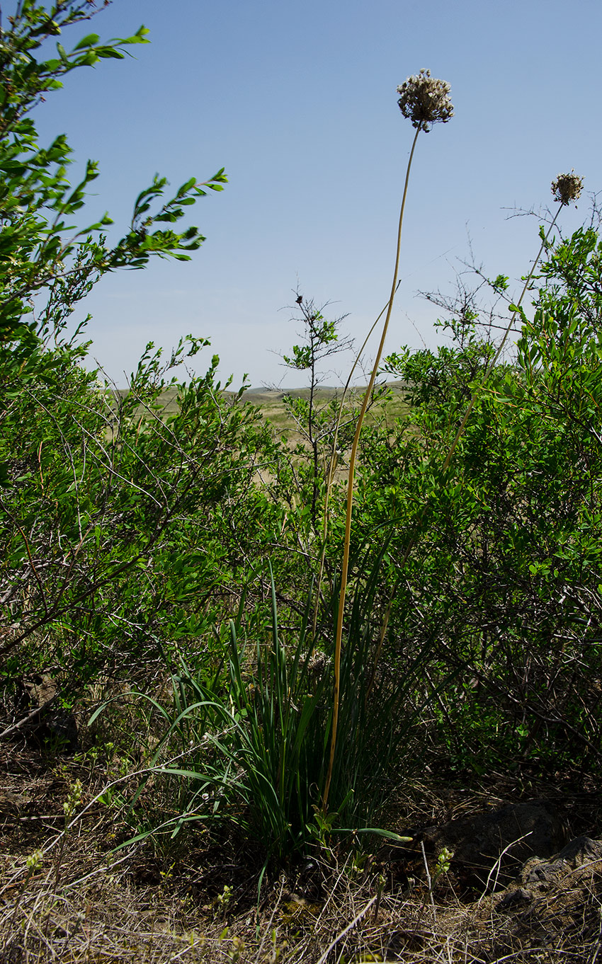 Image of genus Allium specimen.