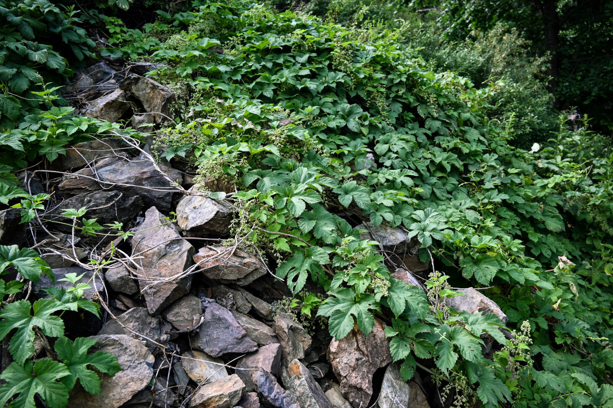 Изображение особи Humulus lupulus.