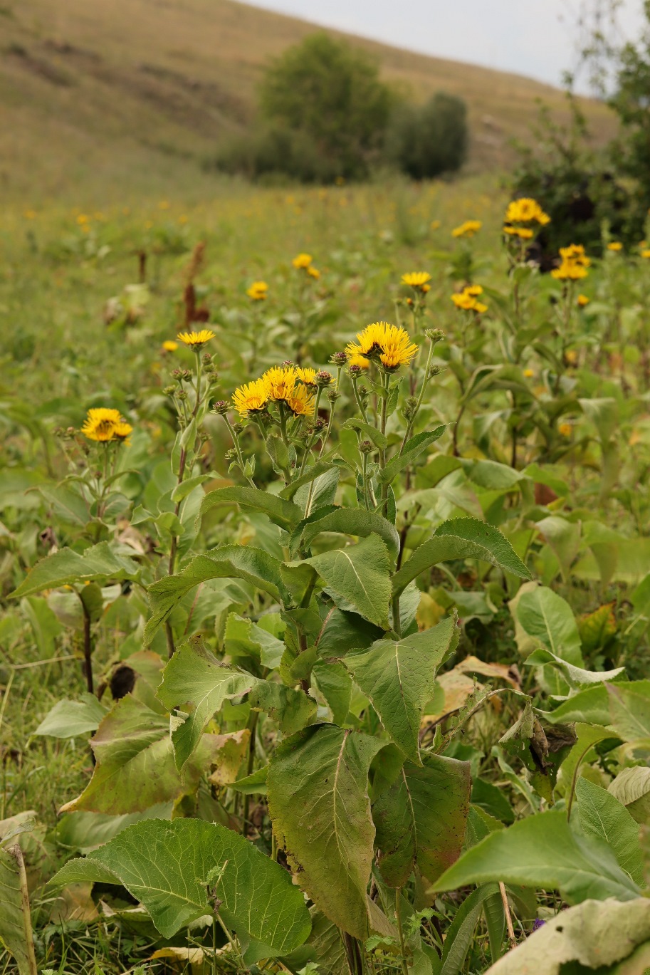 Image of Inula helenium specimen.