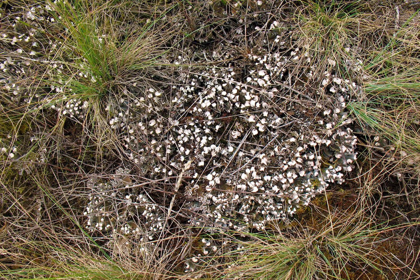 Image of genus Peltigera specimen.