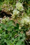 Trifolium canescens