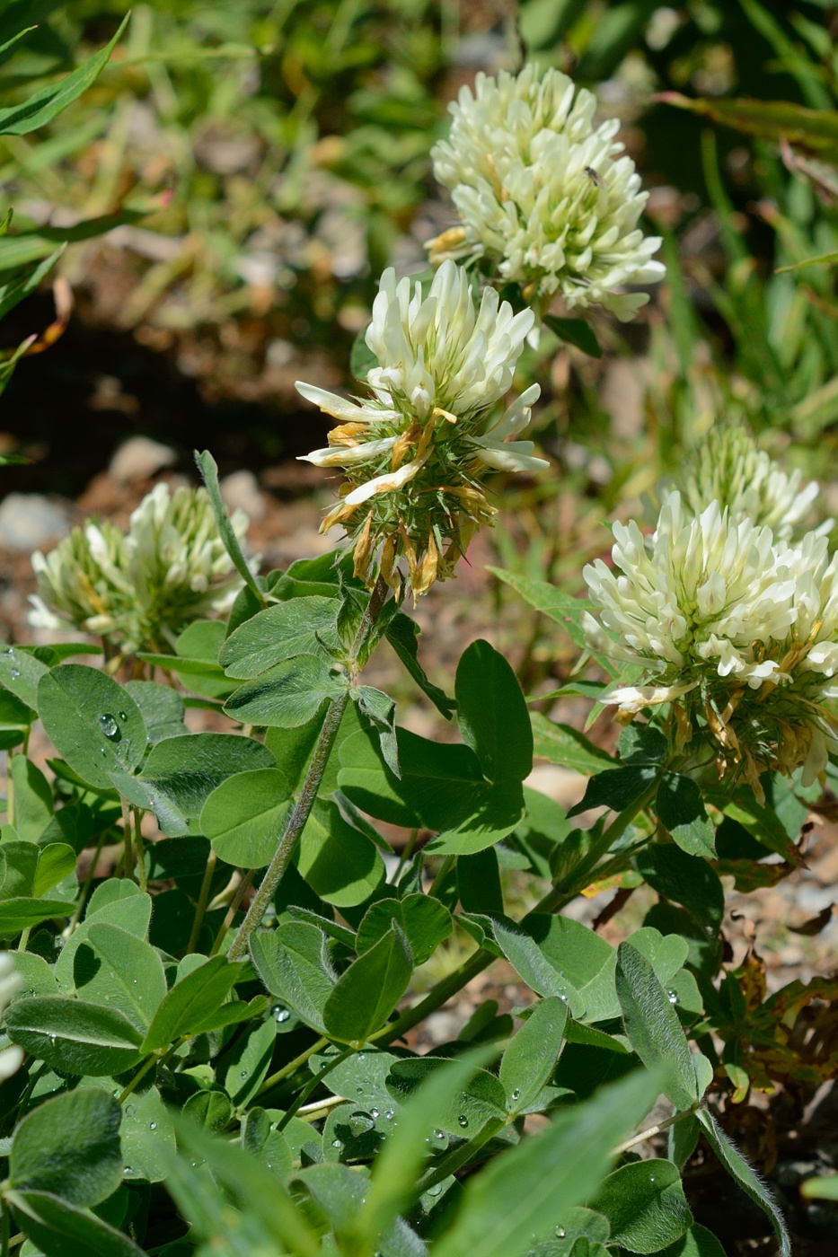 Изображение особи Trifolium canescens.