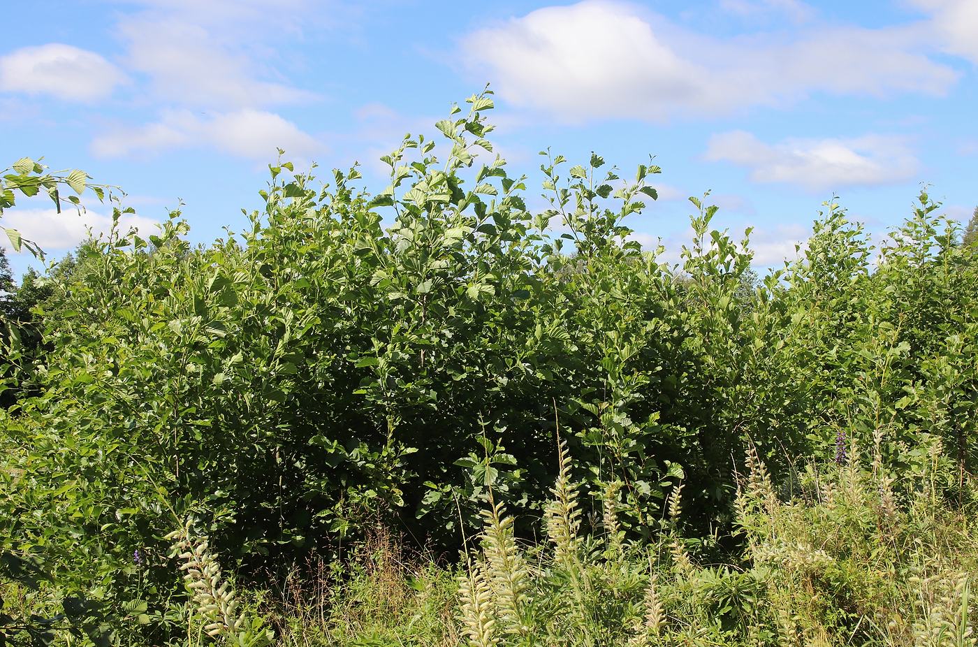 Изображение особи Alnus glutinosa.