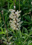 Lupinus polyphyllus. Соплодие и верхушки листьев. Курильские о-ва, о-в Итуруп, г. Курильск, у дороги. 14.08.2023.