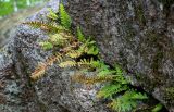 Polypodium vulgare