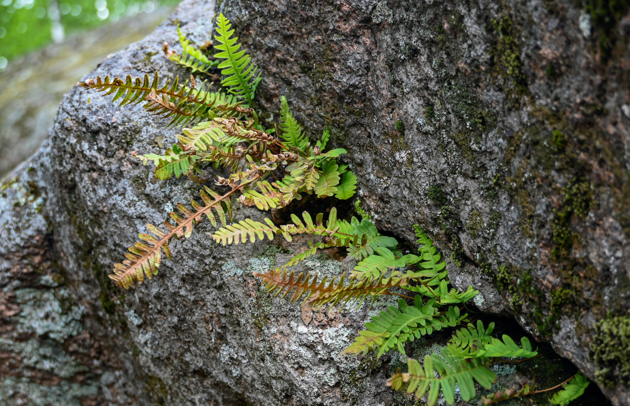 Изображение особи Polypodium vulgare.