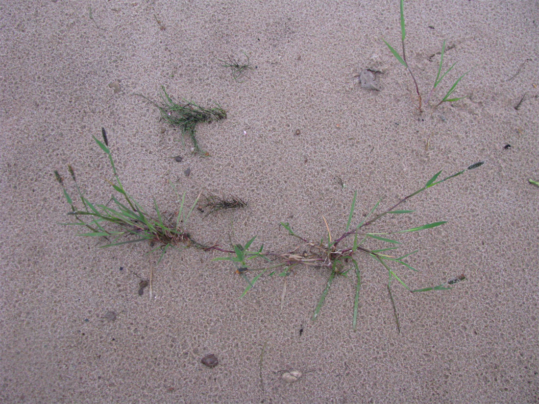 Image of Alopecurus geniculatus specimen.