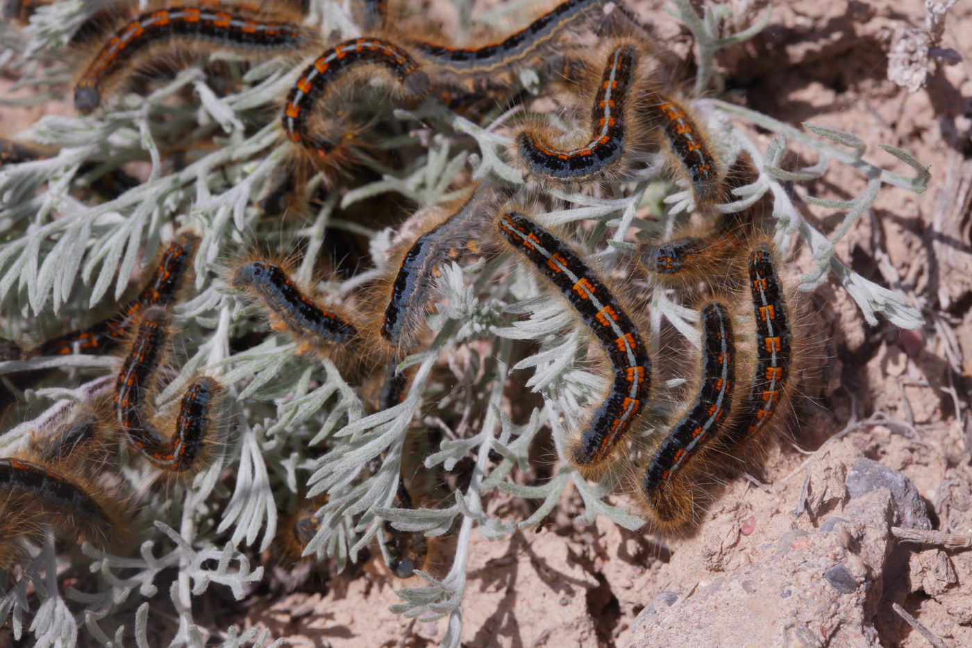 Image of genus Artemisia specimen.