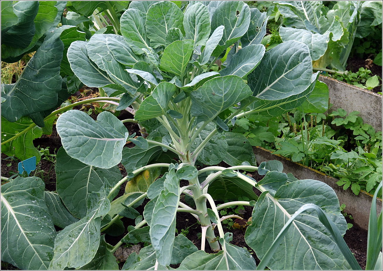 Image of Brassica oleracea var. gemmifera specimen.