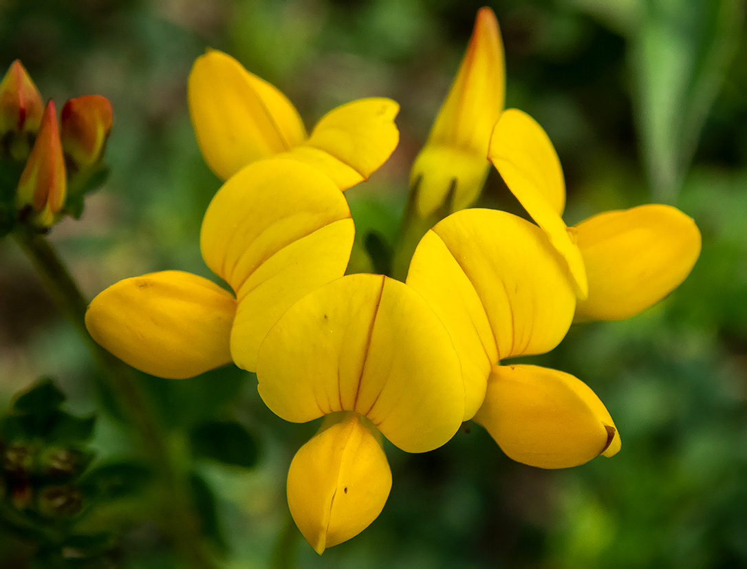 Изображение особи Lotus corniculatus.
