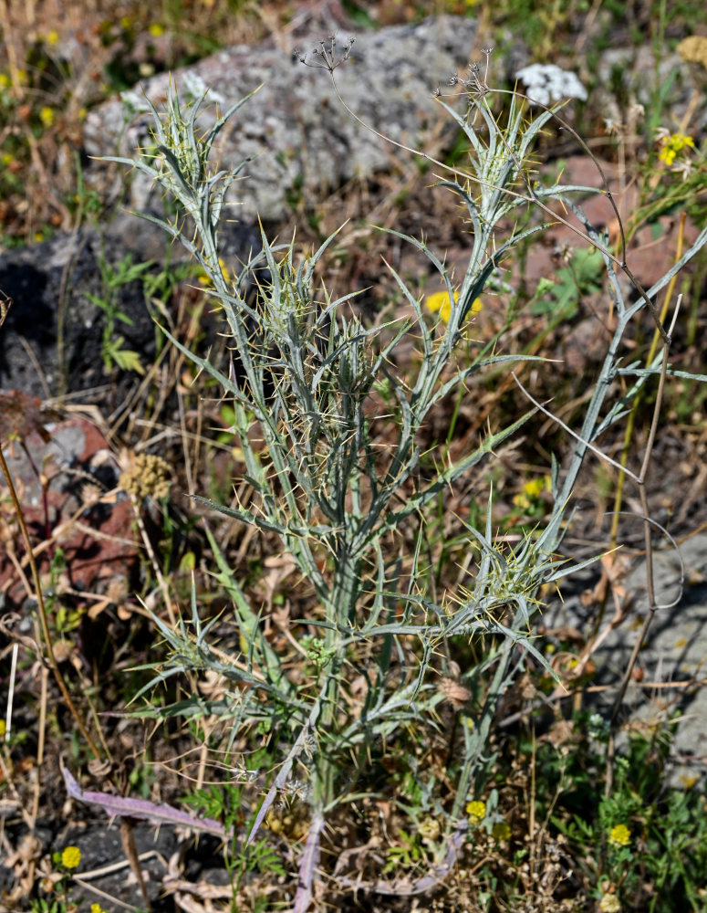 Image of Picnomon acarna specimen.