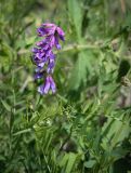 Vicia cracca. Верхушка цветущего растения с питающейся мухой. Пермский край, г. Пермь, Ленинский р-н, станция Блочная, берма насыпи. 18.06.2023.