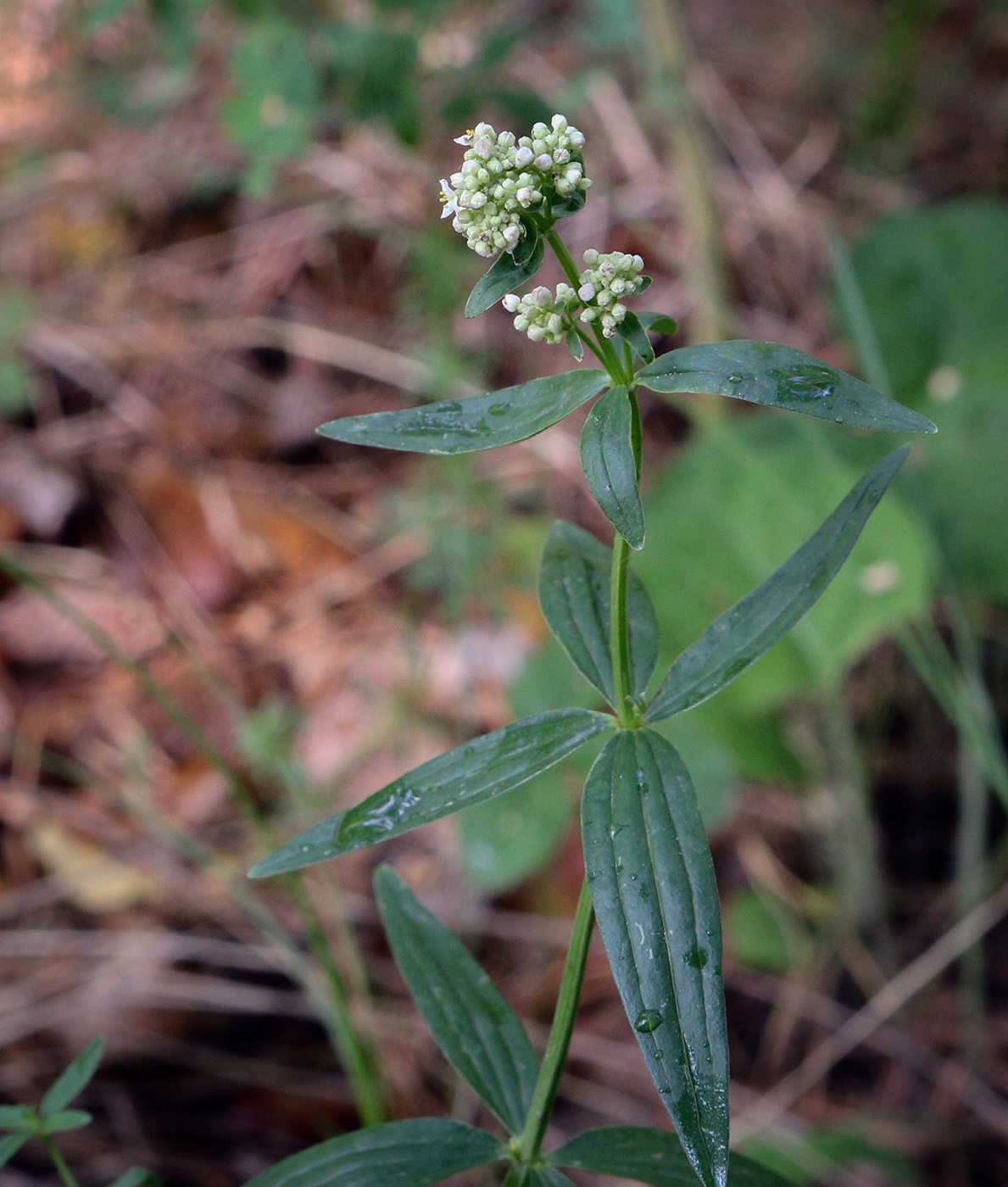 Image of Galium rubioides specimen.