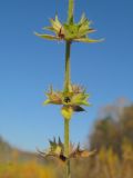 Stachys sylvatica. Часть соплодия. Окр. Томска, сырой луг в долине реки. 02.10.2009.