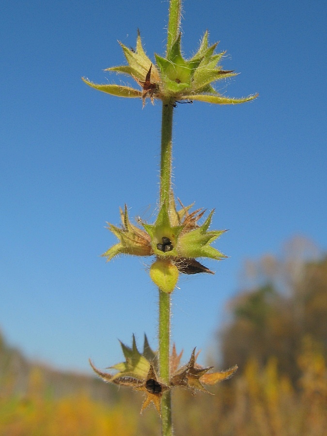 Image of Stachys sylvatica specimen.