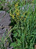 Verbascum marschallianum