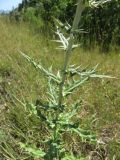 Echinops albidus