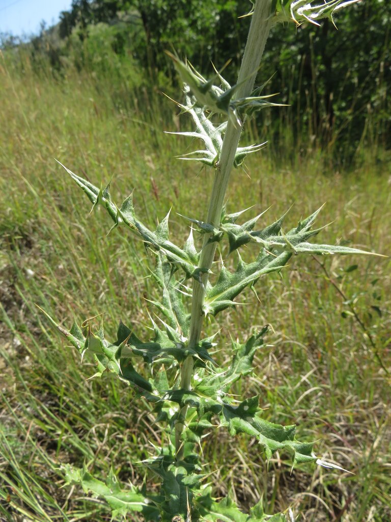 Изображение особи Echinops albidus.