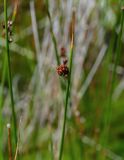 genus Juncus. Верхушка побега с соплодием. Курильские о-ва, о-в Кунашир, кальдера вулкана Головнина, берег оз. Кипящее, поросший мхами топкий участок берега. 20.08.2022.