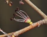 Ulmus macrocarpa. Часть побега и цветок (остальные цветки в соцветии удалены). Приморский край, Шкотовский р-н, окр. дер. Лукьяновка, долина р. Суходол, крутой каменистый склон юго-западной экспозиции, ильмовое редколесье. 19.04.2024.