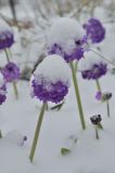 Primula denticulata