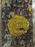 Xanthoria parietina. Таллом с апотециями на коре дерева. Ленинградская обл., Ломоносовский р-н, к востоку от форта \"Красная Горка\", смешанный лес, на стволе Populus tremula. 26.04.2024.