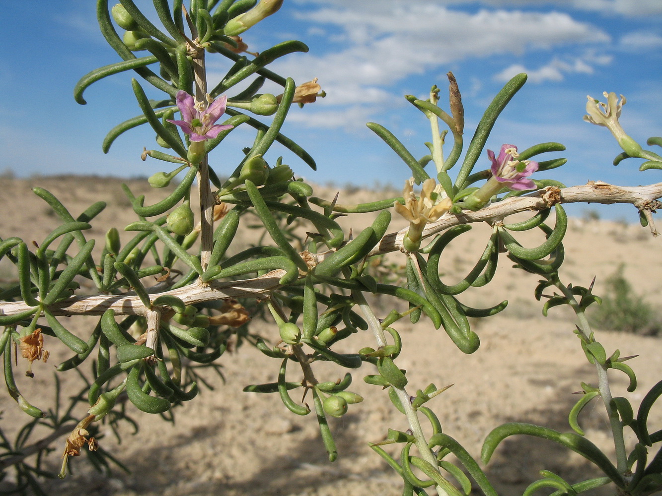 Image of Lycium ruthenicum specimen.