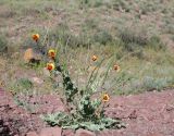 Glaucium elegans