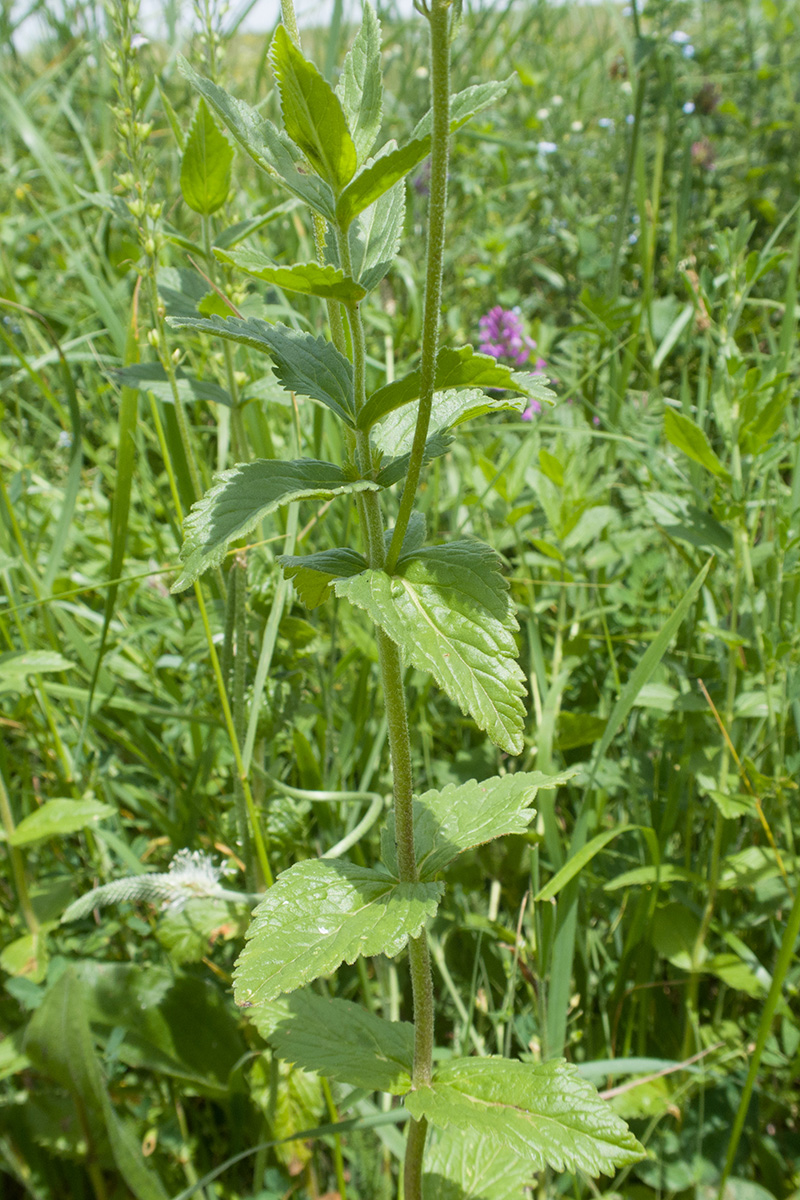 Image of Veronica teucrium specimen.