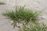 Eleusine indica