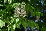 Aesculus hippocastanum. Верхушка ветви с соцветием. Брянская обл., г. Брянск, в культуре. 02.05.2024.