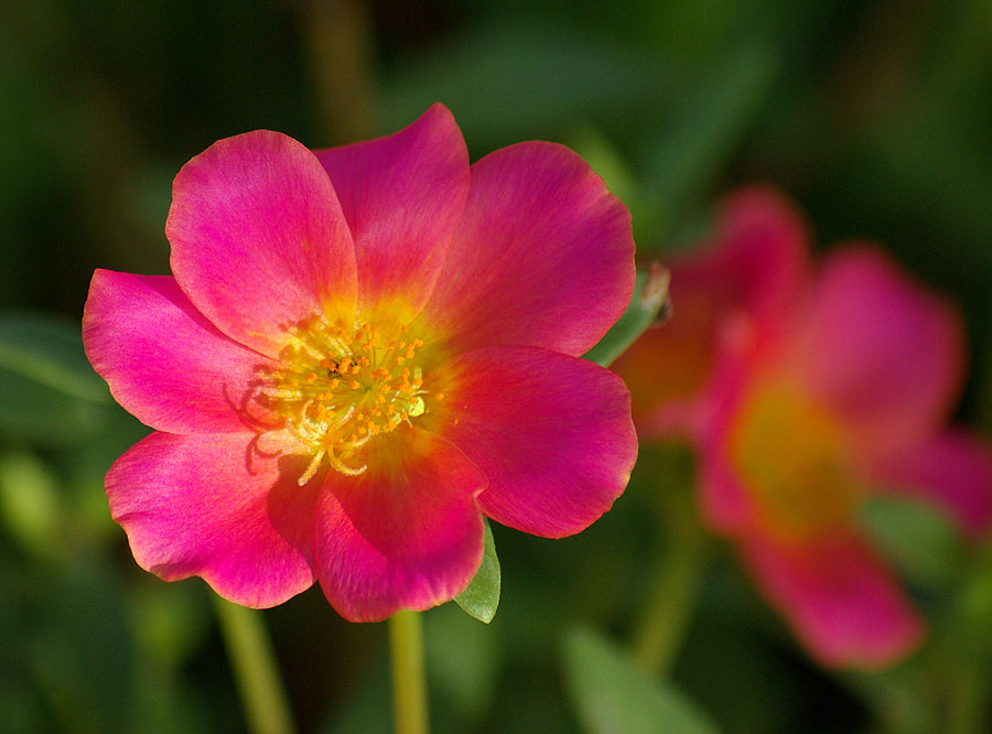 Изображение особи род Portulaca.