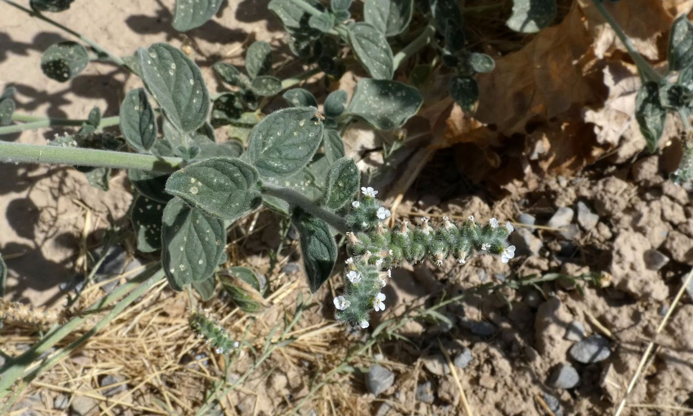 Изображение особи Heliotropium ellipticum.