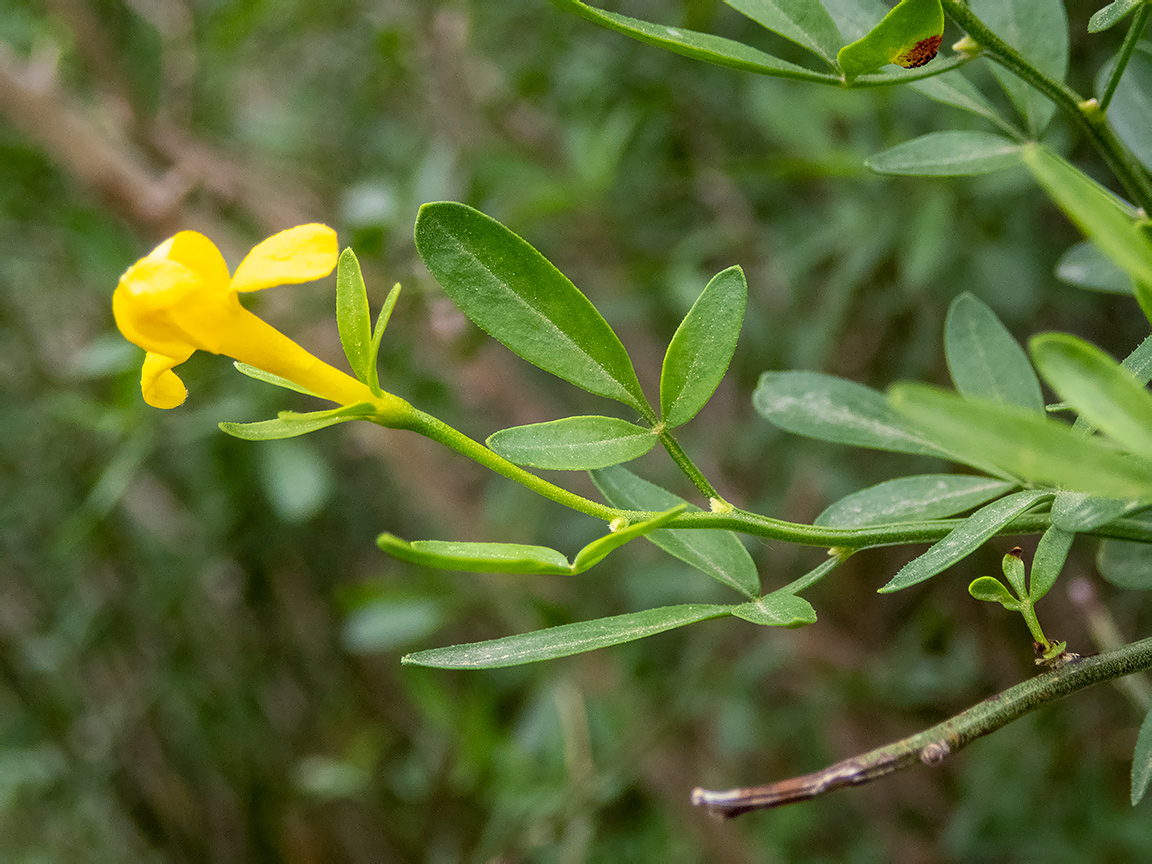 Изображение особи Jasminum fruticans.