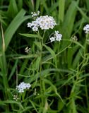 Achillea cartilaginea