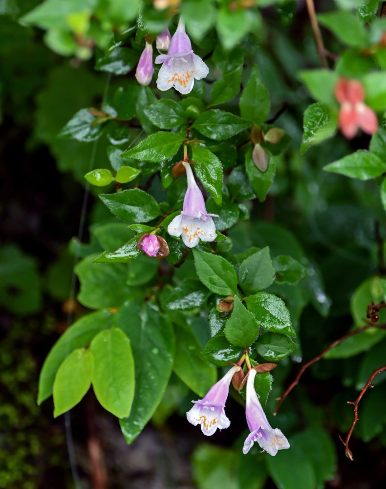 Изображение особи Abelia uniflora.