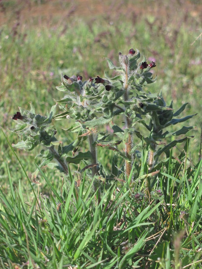 Image of Nonea rossica specimen.