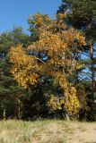 Populus &times; sibirica