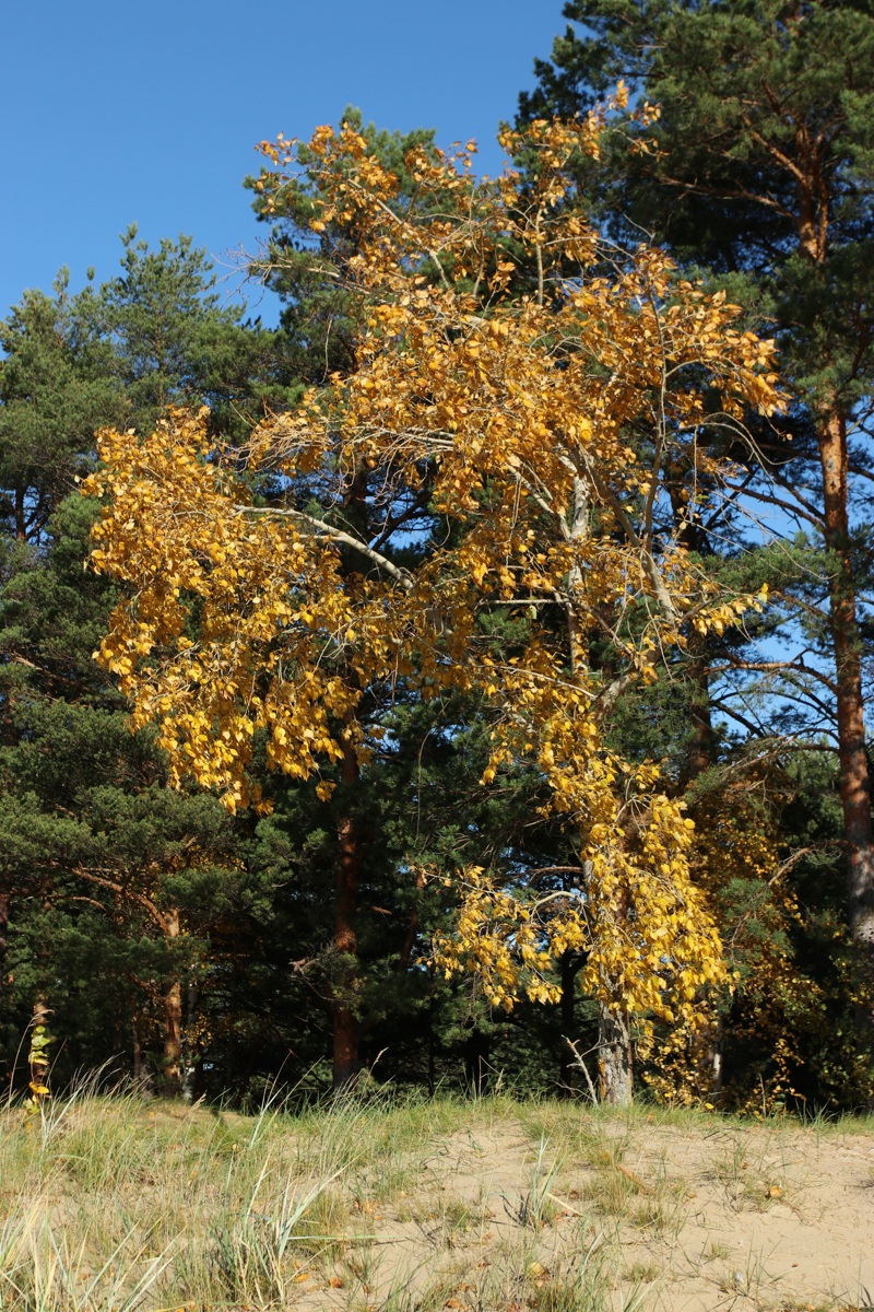 Image of Populus &times; sibirica specimen.