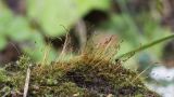 Ditrichum cylindricum