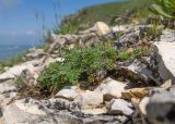 Astragalus demetrii. Плодоносящее растение (справа - побеги Androsace villosa). Карачаево-Черкесия, Зеленчукский р-н, гора Джисса, ≈ 1600 м н.у.м., альпийское сообщество на кромке скального массива. 14.06.2024.