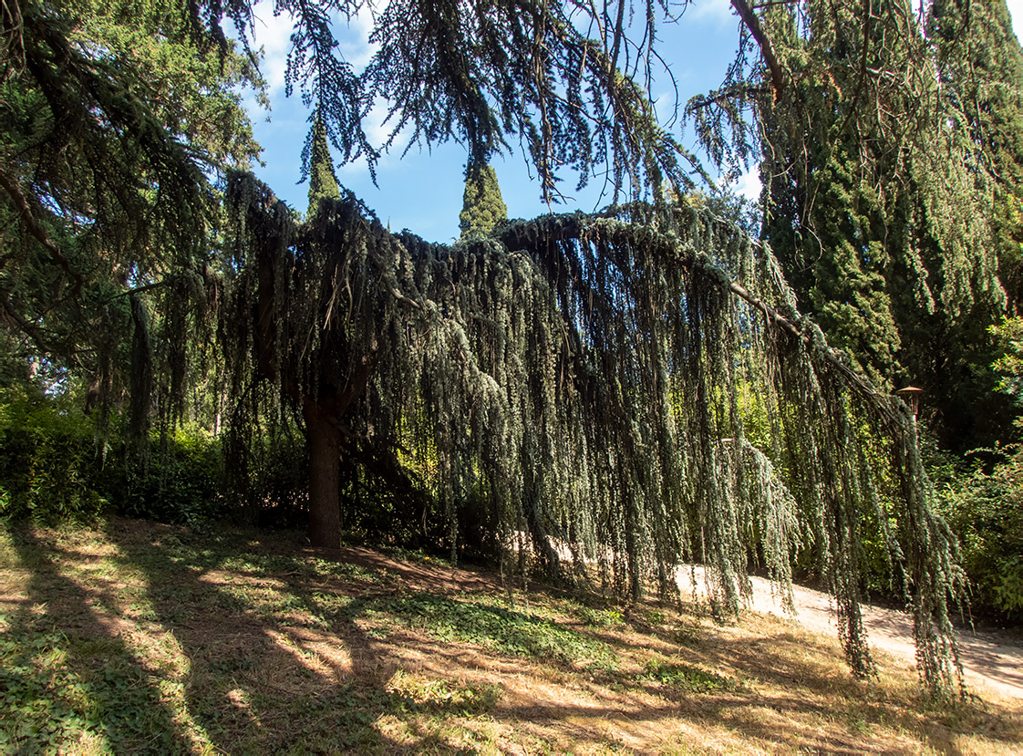 Image of Cedrus atlantica specimen.