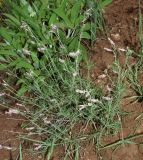 Silene brahuica